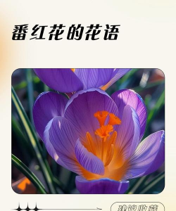 番红花花语