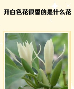 小众送妈妈的花有哪些花