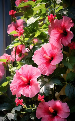 小众送妈妈的花有哪些花