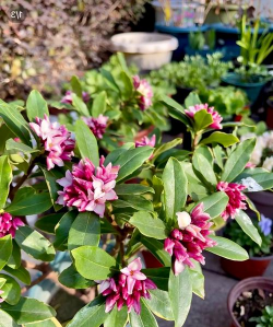 小众送妈妈的花有哪些花