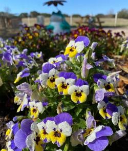 小众送妈妈的花有哪些花