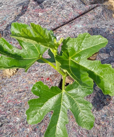 小众送妈妈的花有哪些花