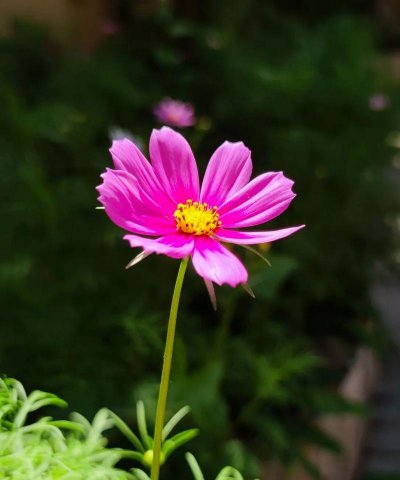 小众送妈妈的花有哪些花