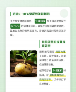 春季马铃薯的种植时间