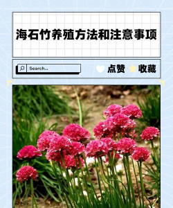 海石竹的养殖方法和注意事项 海石竹的养殖方法和注意事项
