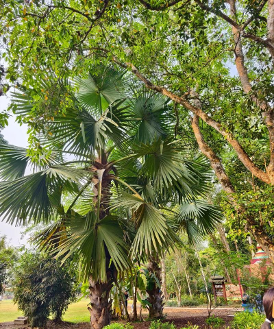 小众送妈妈的花有哪些花