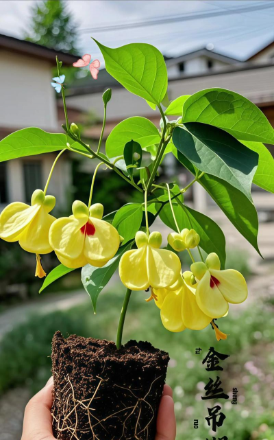 小众送妈妈的花有哪些花