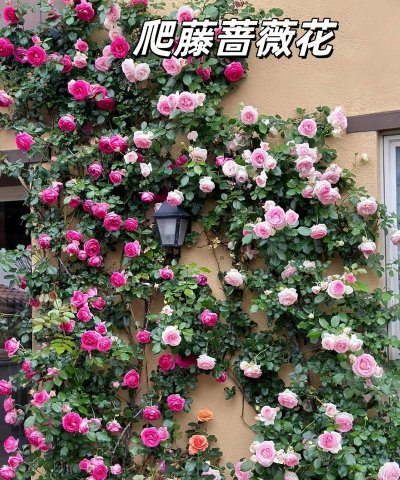 小众送妈妈的花有哪些花