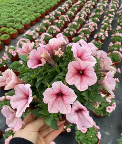 小众送妈妈的花有哪些花