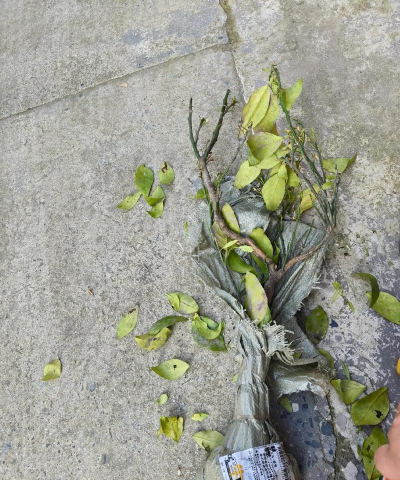 小众送妈妈的花有哪些花