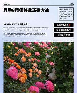 小众送妈妈的花有哪些花