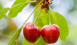 小众送妈妈的花有哪些花