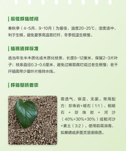 如何扦插黄杨树