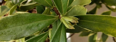 小众送妈妈的花有哪些花