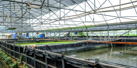 小众送妈妈的花有哪些花