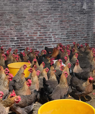 小众送妈妈的花有哪些花