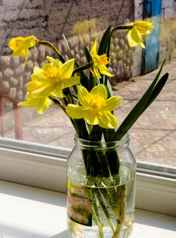 小众送妈妈的花有哪些花