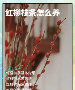 小众送妈妈的花有哪些花