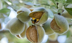 巴坦木是什么树上结的