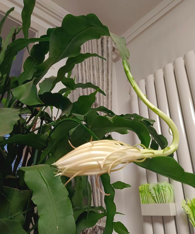 昙花是什么 昙花是什么