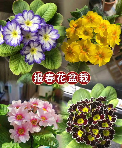 小众送妈妈的花有哪些花