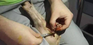 小众送妈妈的花有哪些花