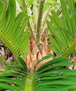 小众送妈妈的花有哪些花
