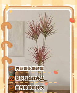 小众送妈妈的花有哪些花