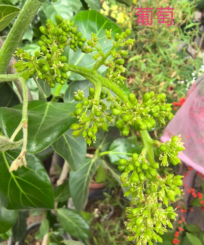 小众送妈妈的花有哪些花