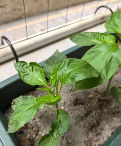 小众送妈妈的花有哪些花