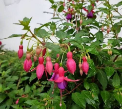 小众送妈妈的花有哪些花