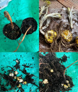 小众送妈妈的花有哪些花