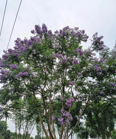 小众送妈妈的花有哪些花