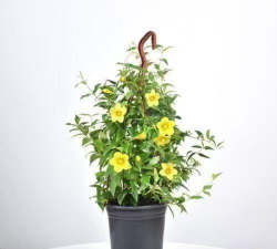 香水茉莉什么时候开花