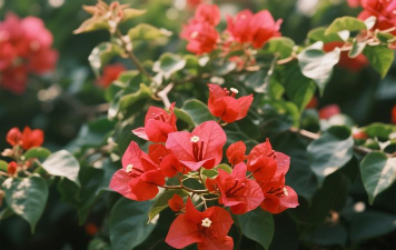 小众送妈妈的花有哪些花