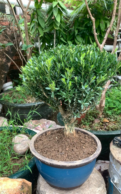 小众送妈妈的花有哪些花