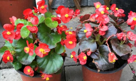 小众送妈妈的花有哪些花