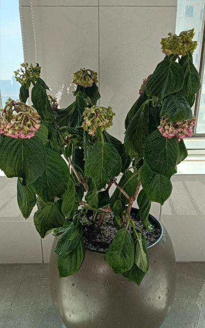 小众送妈妈的花有哪些花