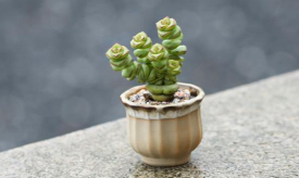 小众送妈妈的花有哪些花