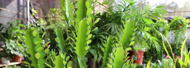 小众送妈妈的花有哪些花