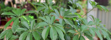 小众送妈妈的花有哪些花