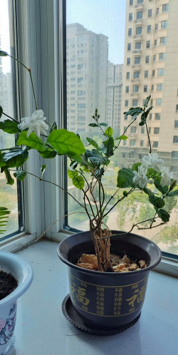 小众送妈妈的花有哪些花