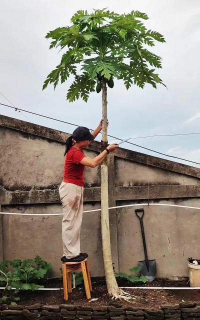 如何矮化木瓜树