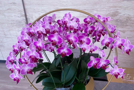 小众送妈妈的花有哪些花