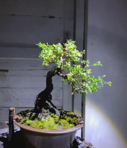 小众送妈妈的花有哪些花