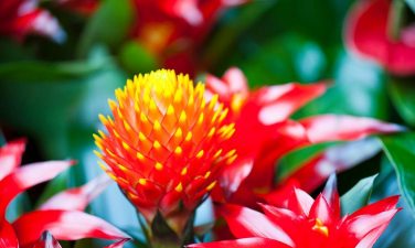 小众送妈妈的花有哪些花