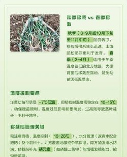洋葱移栽时间