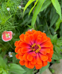 小众送妈妈的花有哪些花