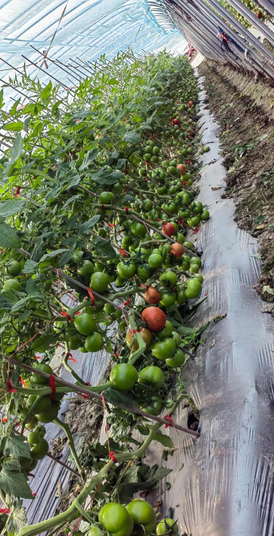小众送妈妈的花有哪些花