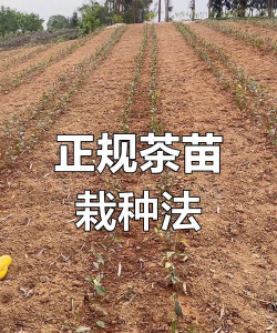 茶叶种植行距和株距